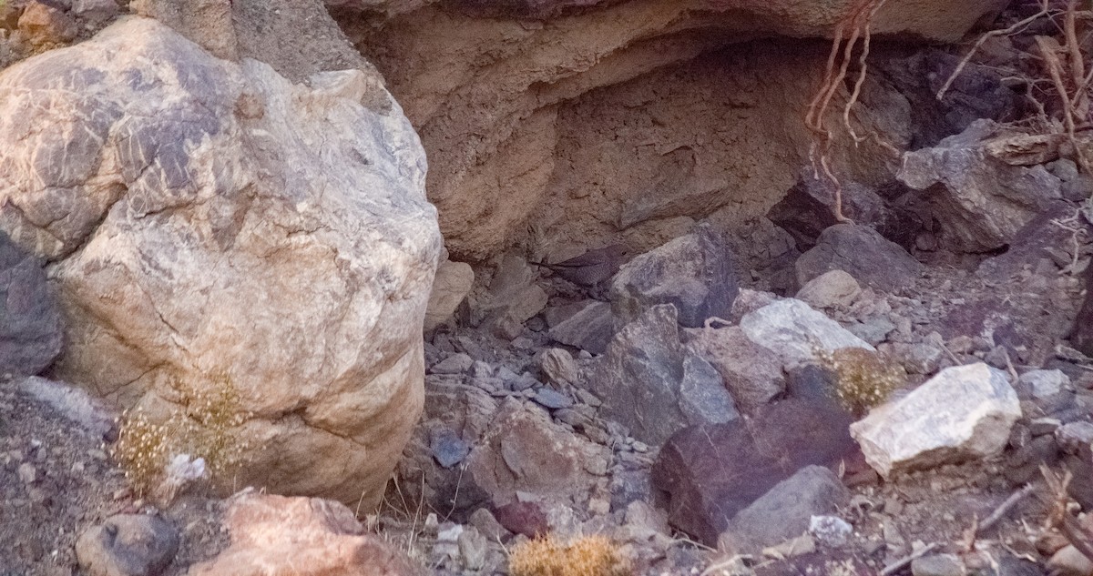 Roquero Solitario - ML646354321