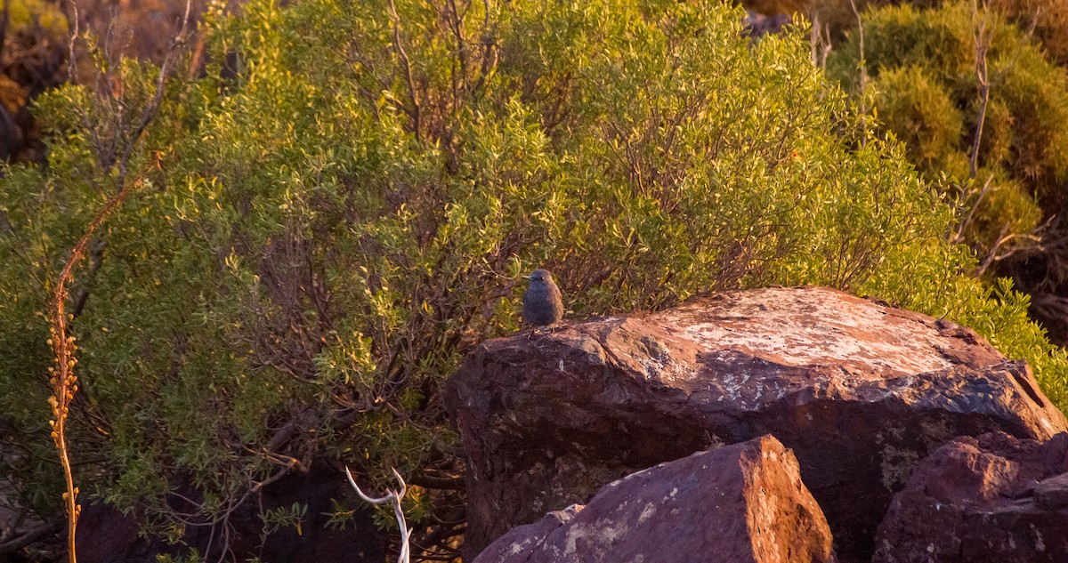 Roquero Solitario - ML646354322