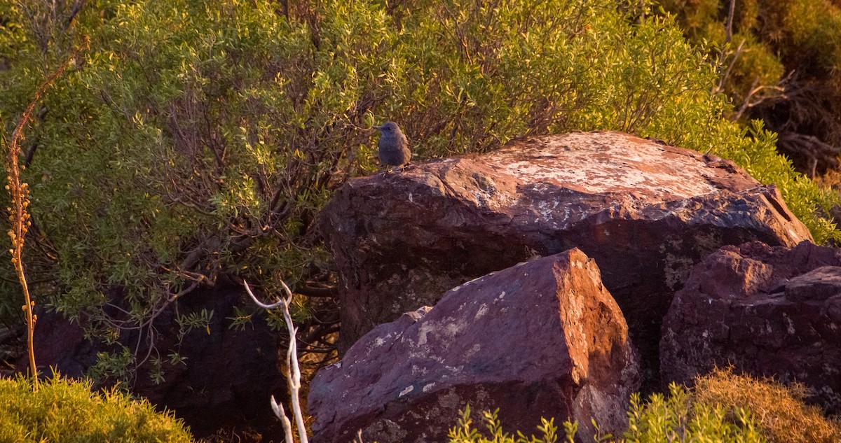 Roquero Solitario - ML646354323