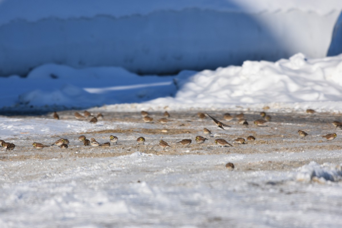 Snow Bunting - ML646354326