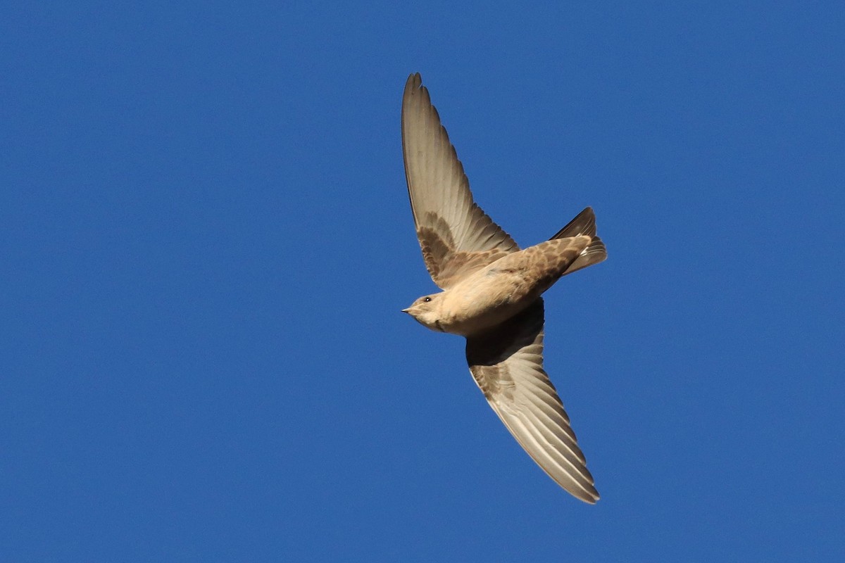 Avión Roquero - ML646354327
