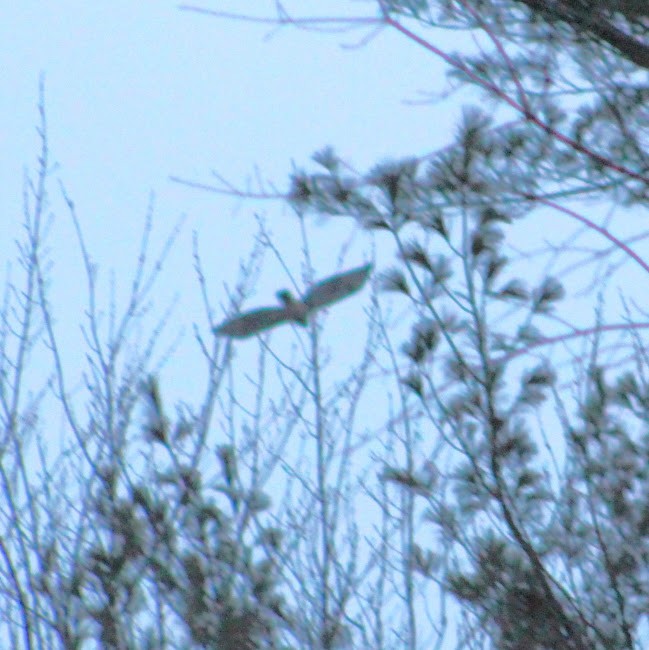 Halcón Peregrino - ML646354331