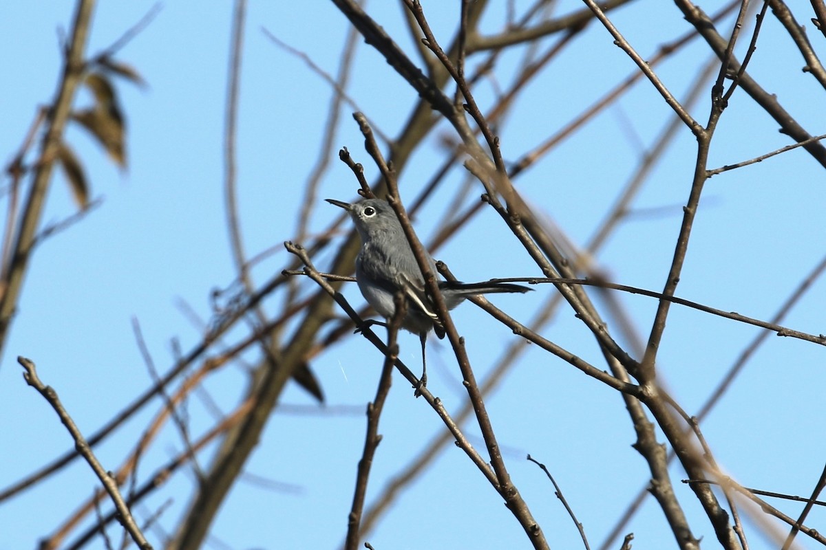 Perlita Grisilla - ML646354332