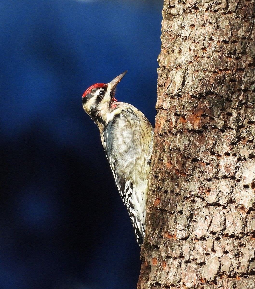 Chupasavia Norteño - ML646354333