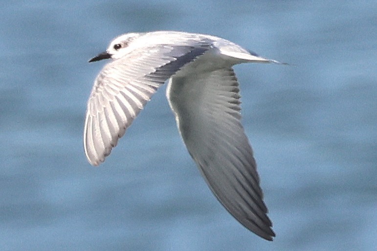 黑腹燕鷗 - ML646354334