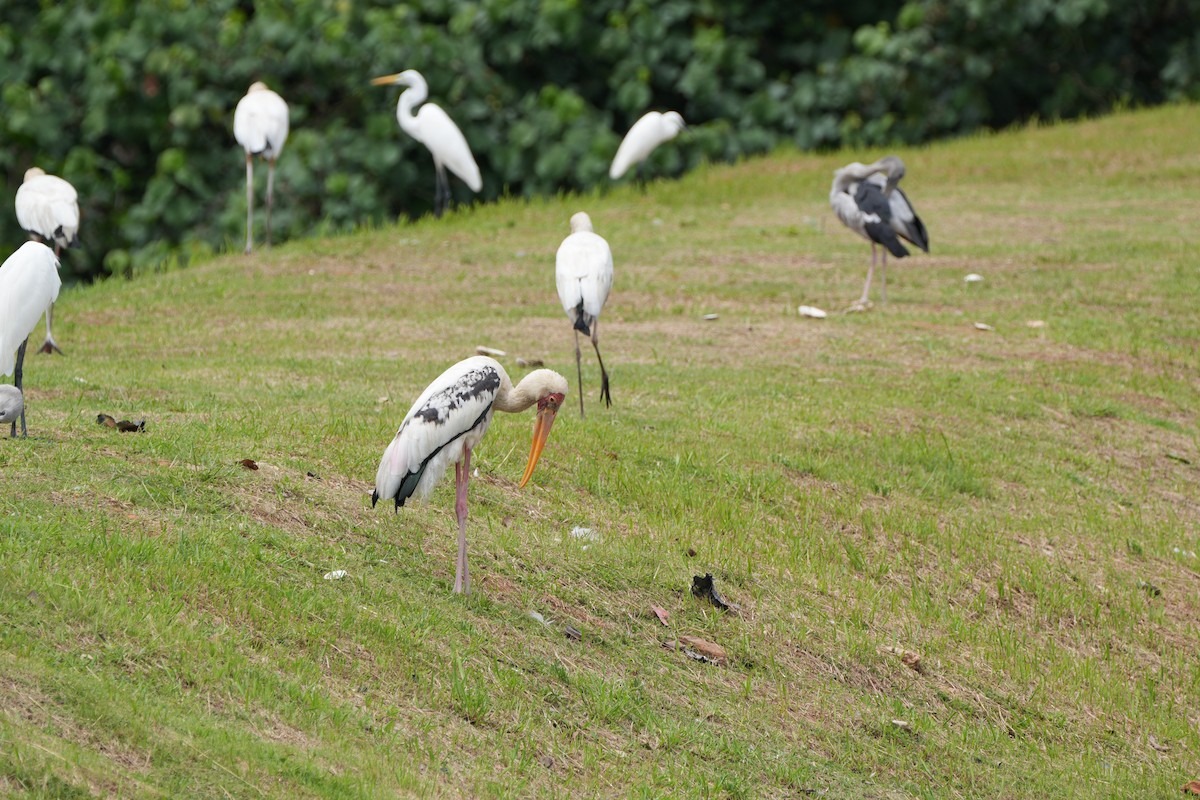 Tántalo Malayo x Indio (híbrido) - ML646354335