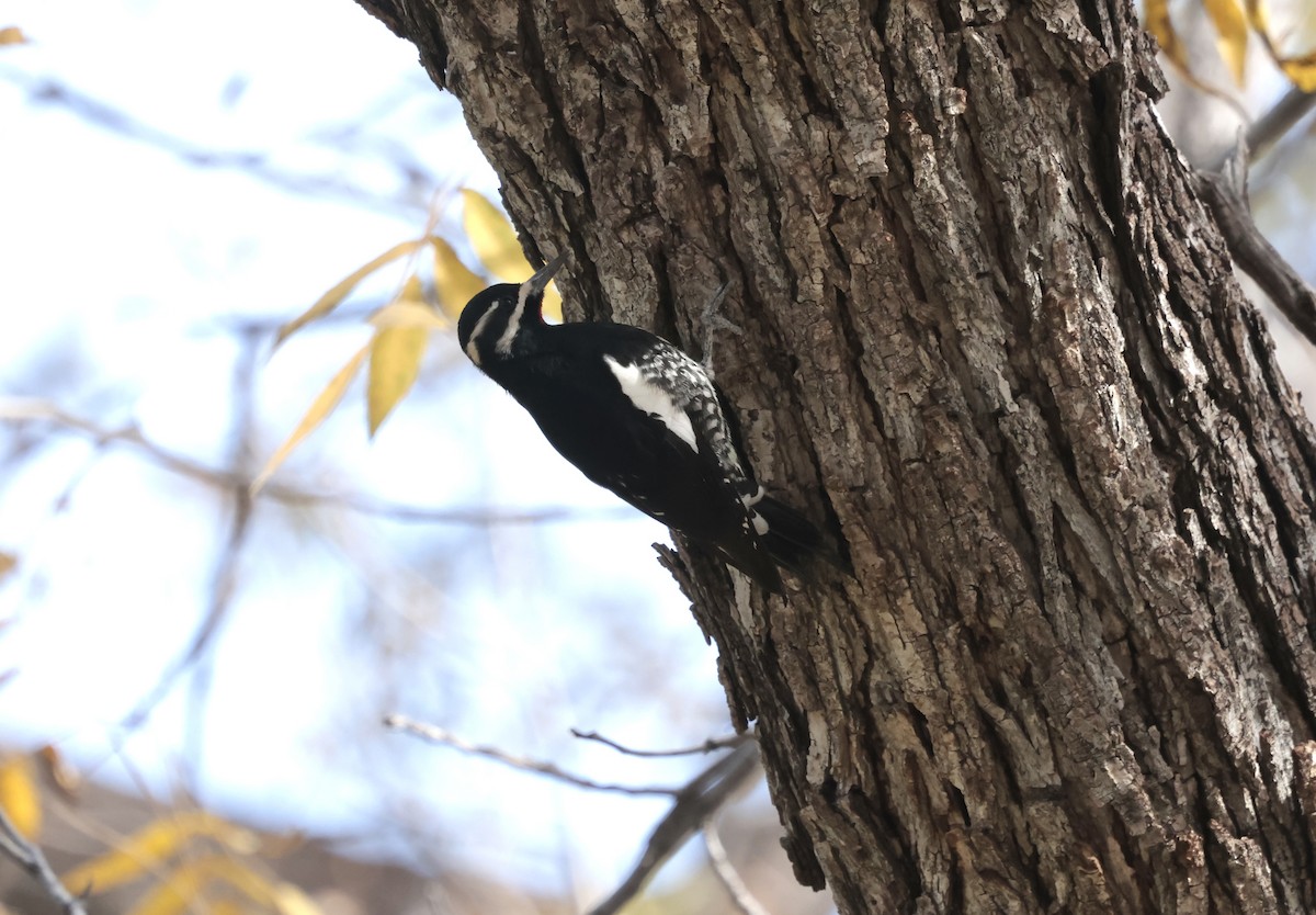 Chupasavia Oscuro - ML646354337
