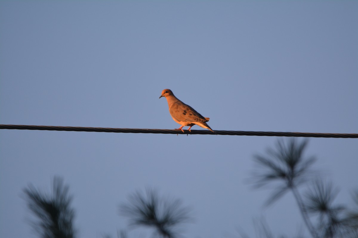 Zenaida Huilota - ML646354341