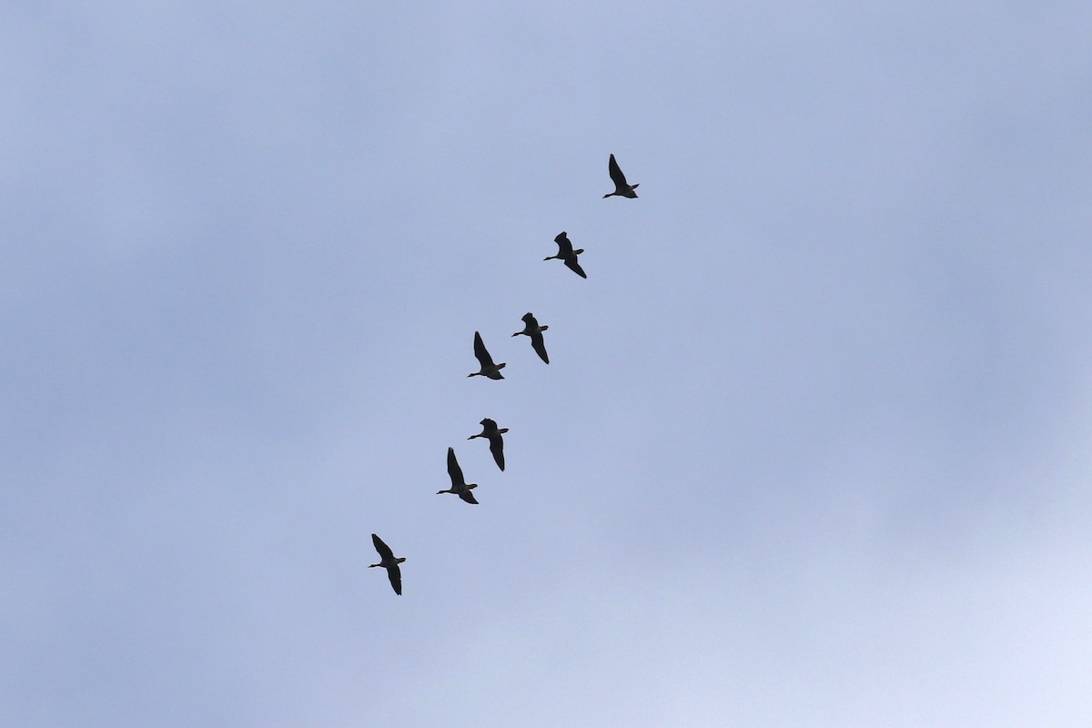 Ánsar Careto - ML646354342