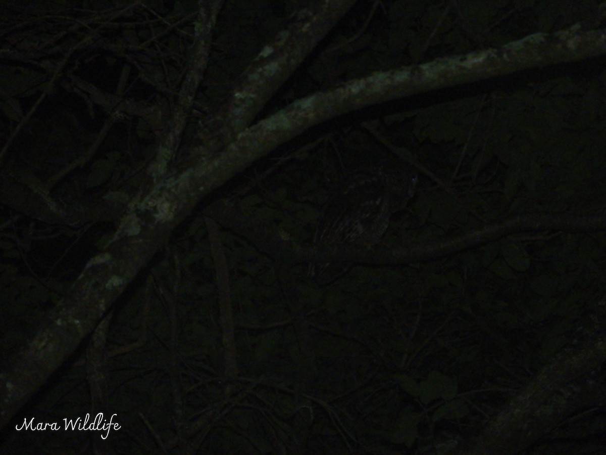 African Wood-Owl - ML646354345