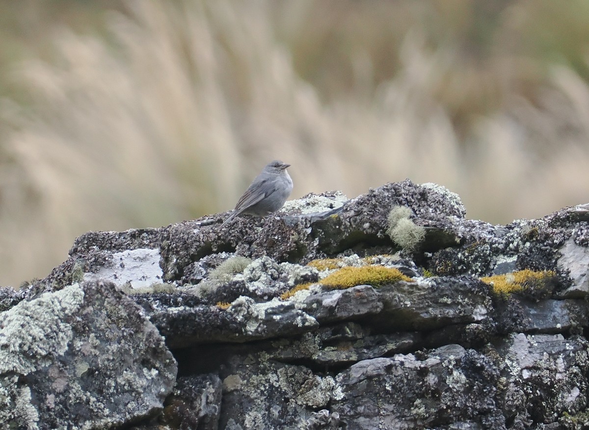 Yal Colicorto - ML646354346