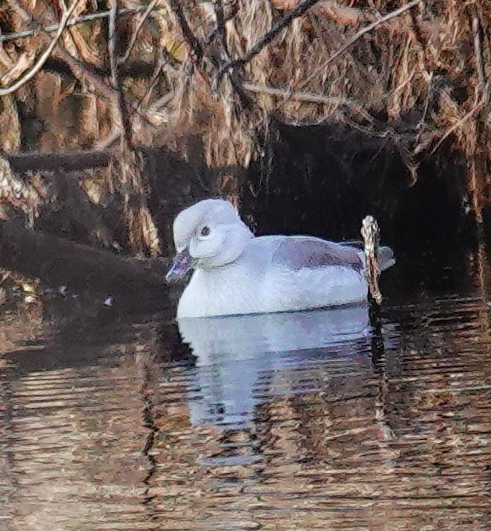 Pato Joyuyo - ML646354347