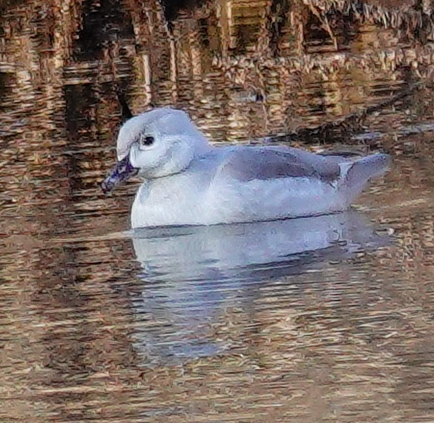 Pato Joyuyo - ML646354348