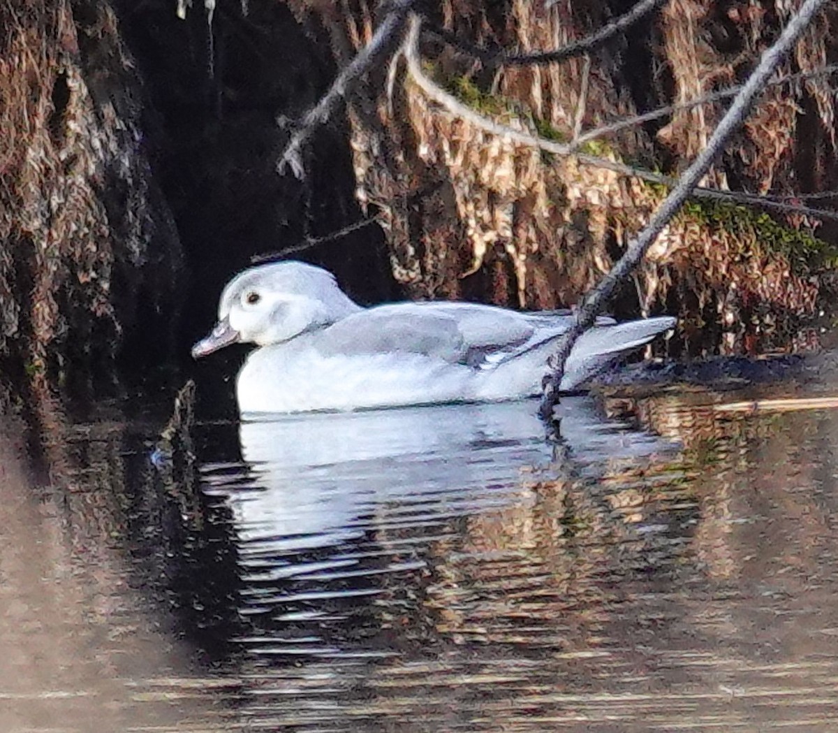 Pato Joyuyo - ML646354349