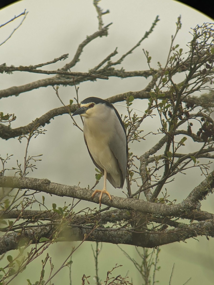 Black-crowned Night Heron - ML646354350