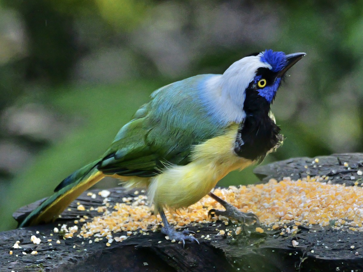 Chara Verde (grupo yncas) - ML646354351