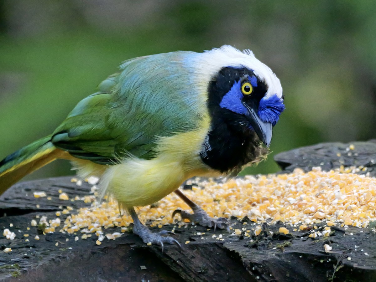 Chara Verde (grupo yncas) - ML646354352