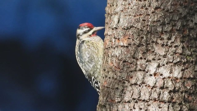 Yellow-bellied Sapsucker - ML646354353