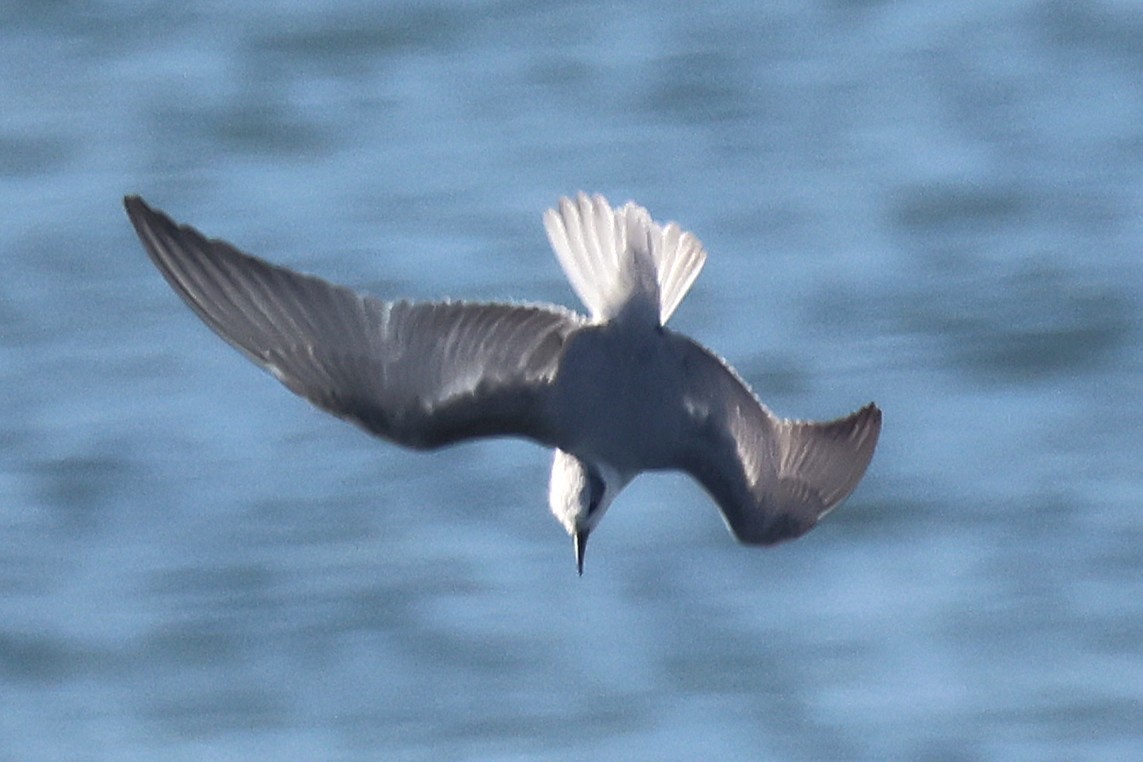 黑腹燕鷗 - ML646354354