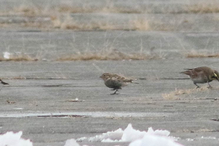 Chestnut-collared Longspur - ML646354355