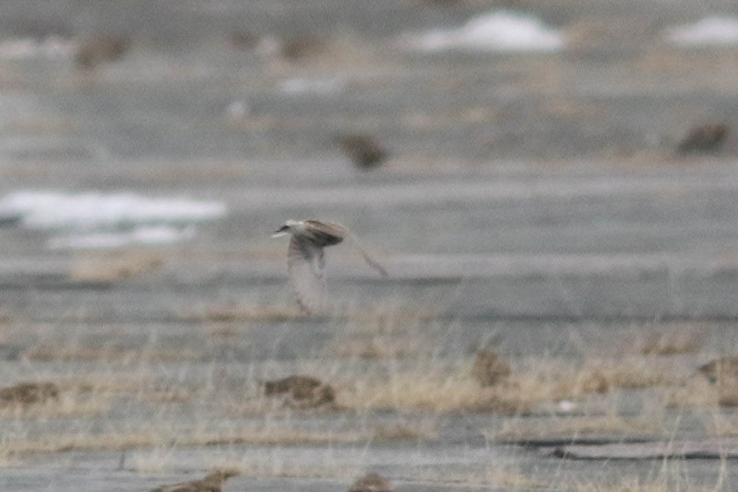 Chestnut-collared Longspur - ML646354356