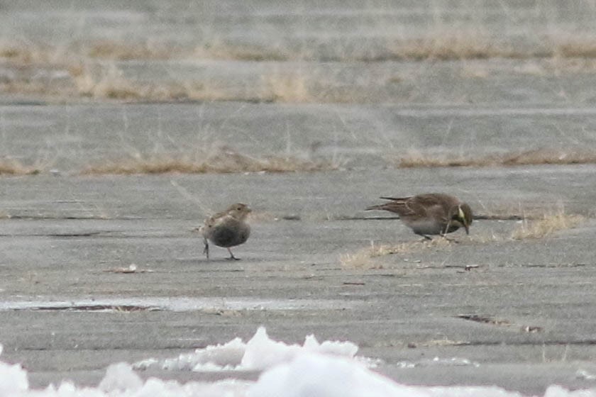 Chestnut-collared Longspur - ML646354357