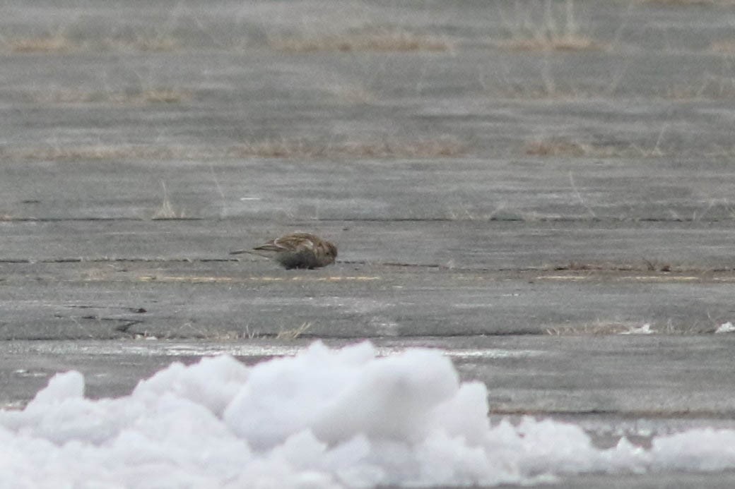 Chestnut-collared Longspur - ML646354359