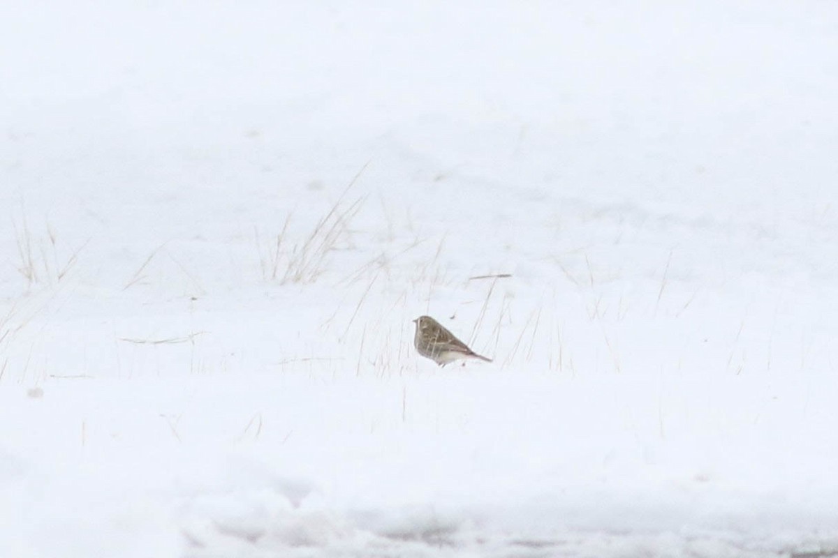 Chestnut-collared Longspur - ML646354360