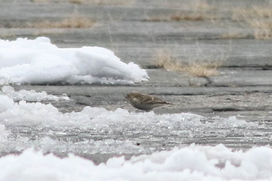 Chestnut-collared Longspur - ML646354361