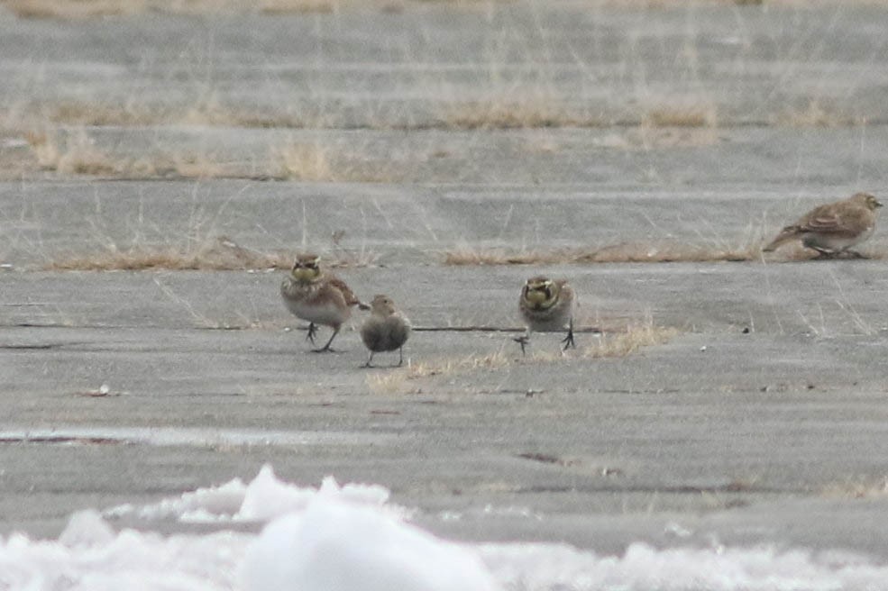 Chestnut-collared Longspur - ML646354362