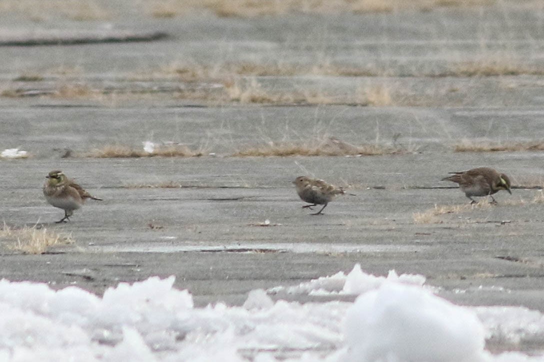 Chestnut-collared Longspur - ML646354363