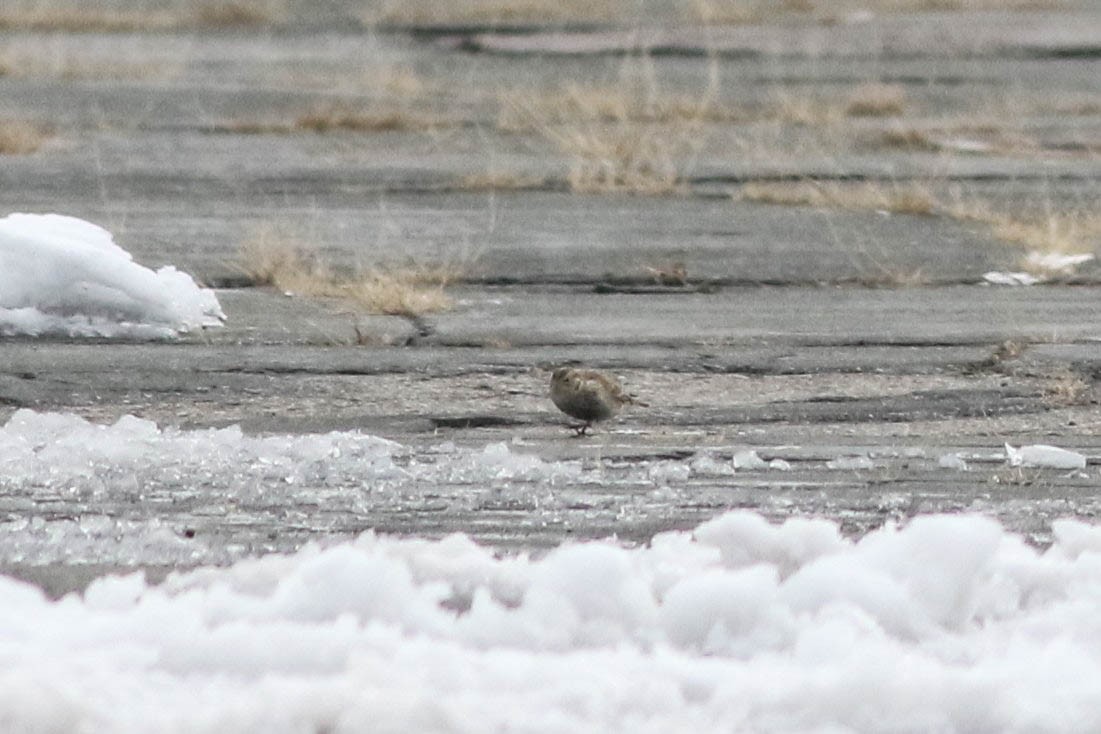 Chestnut-collared Longspur - ML646354364