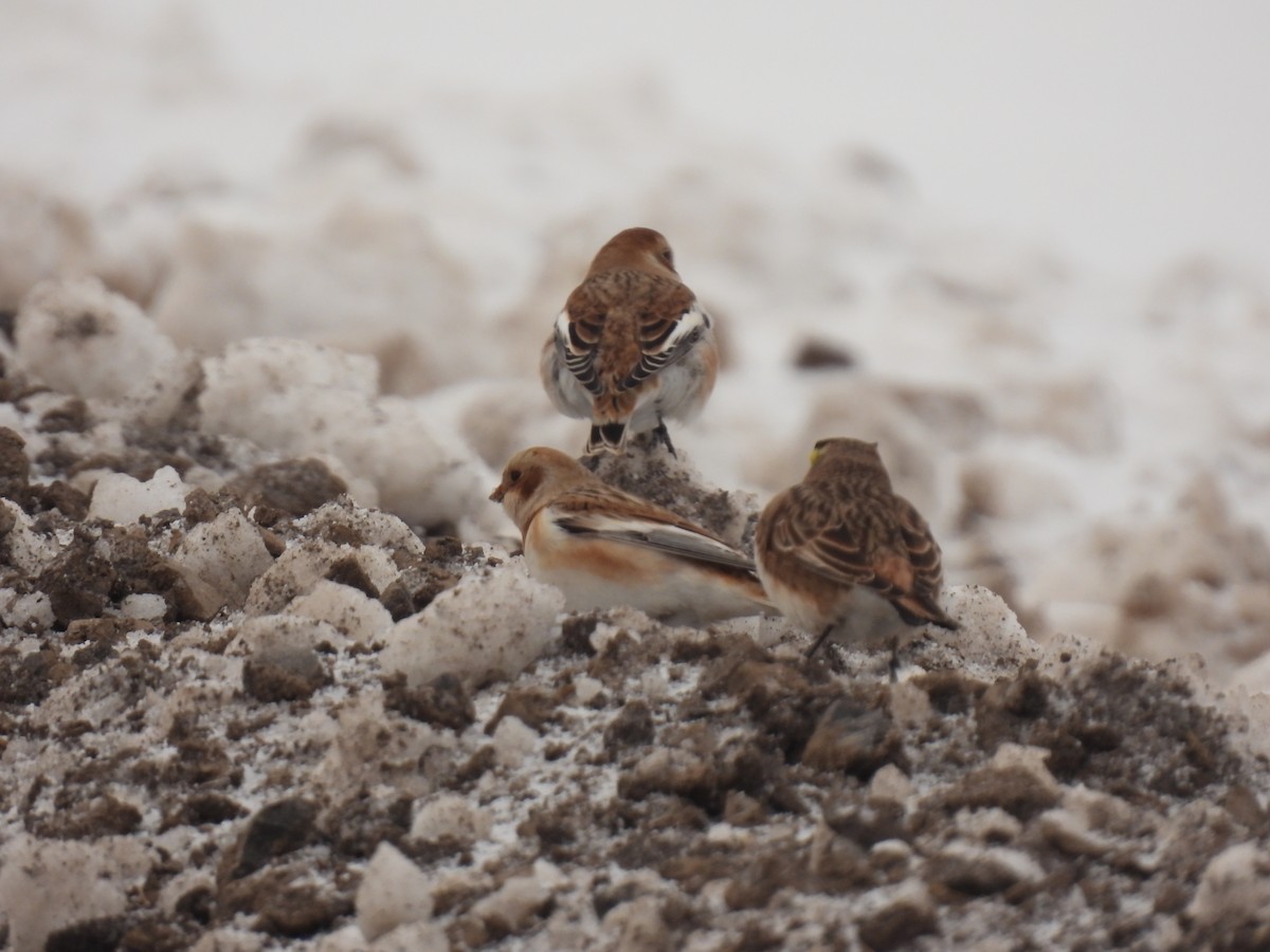 雪鵐 - ML646354365