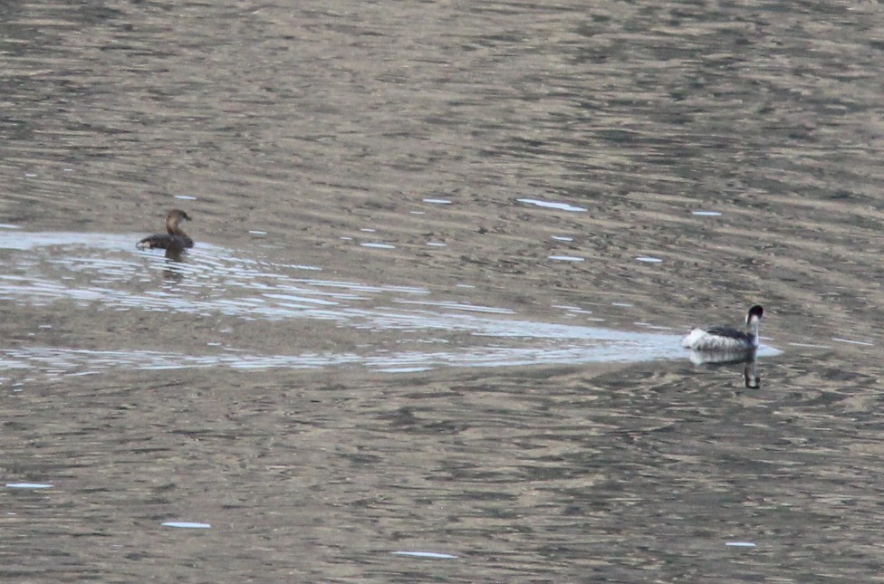 potápka černokrká - ML646354366