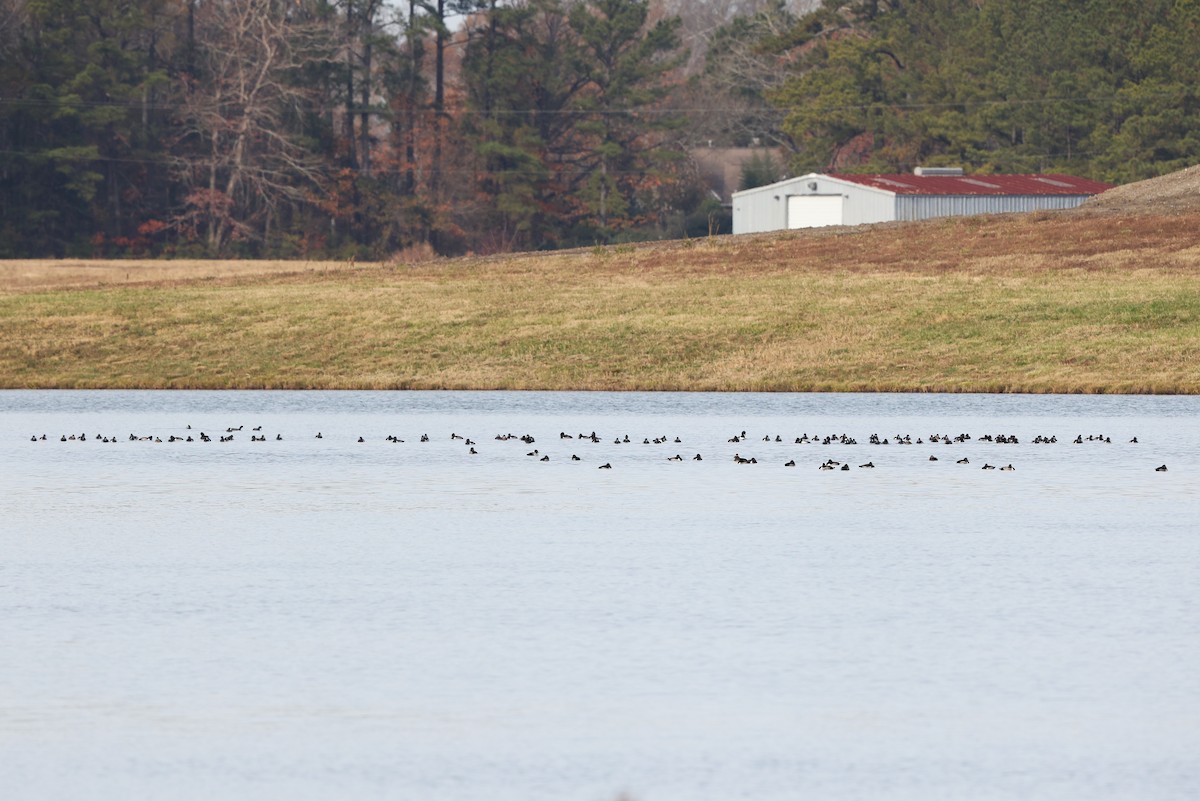 環頸潛鴨 - ML646354368