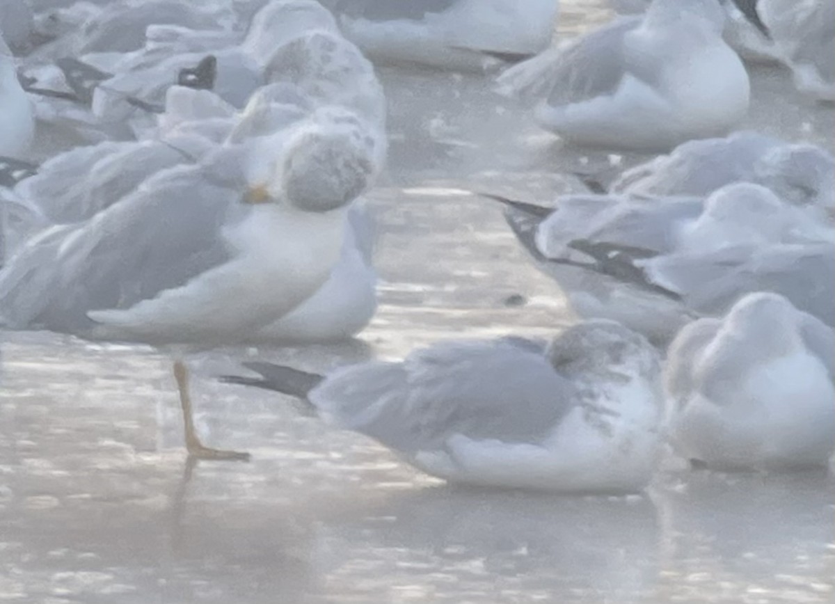 Ring-billed Gull - ML646354369