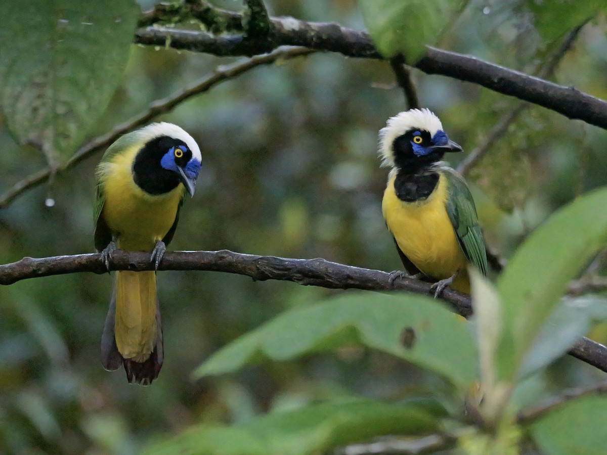 Geai vert (groupe yncas) - ML646354371