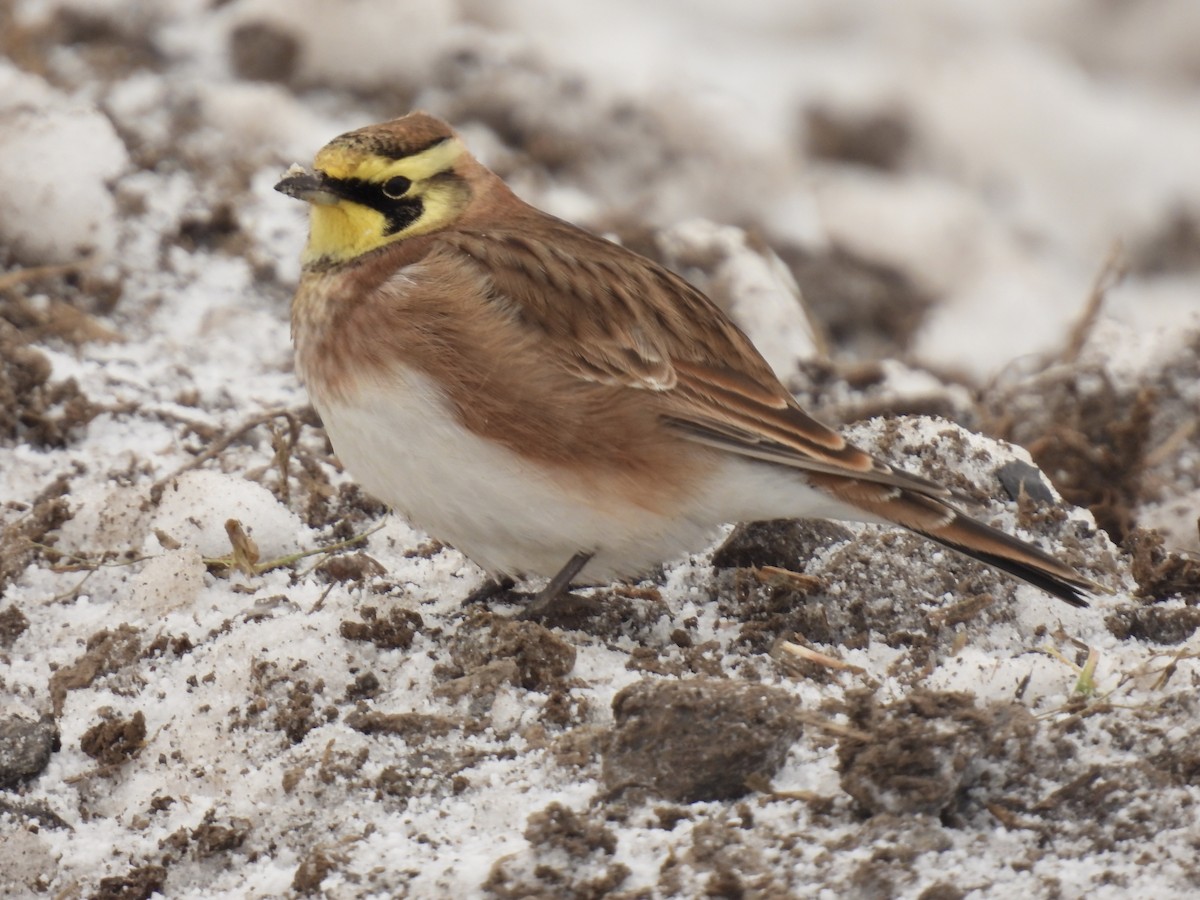 Horned Lark - ML646354372
