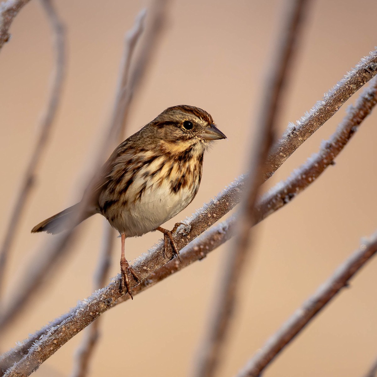 Song Sparrow - ML646354373