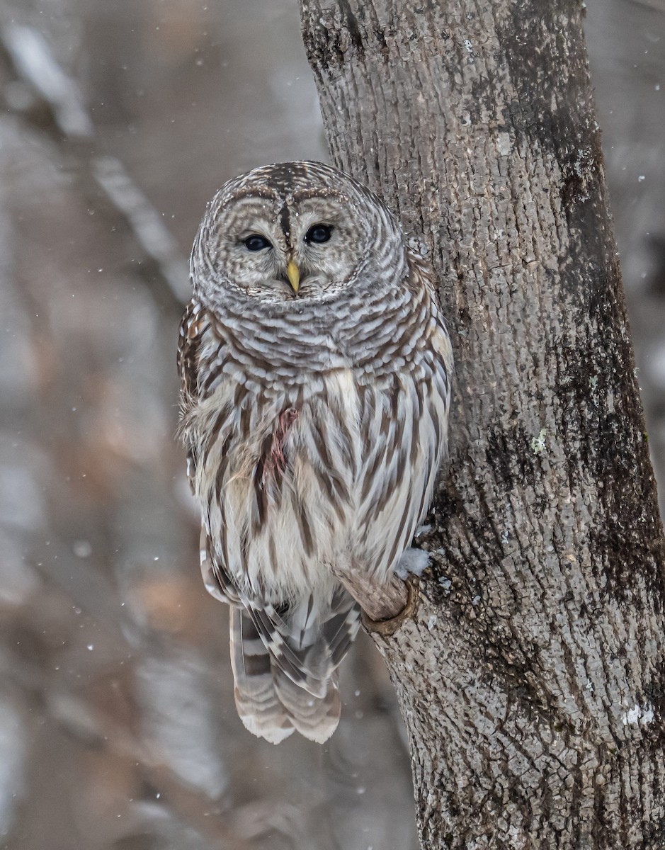 Barred Owl - ML646354374
