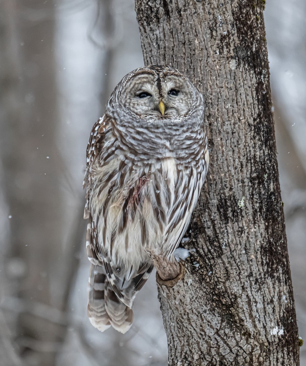 Çizgili Baykuş - ML646354376