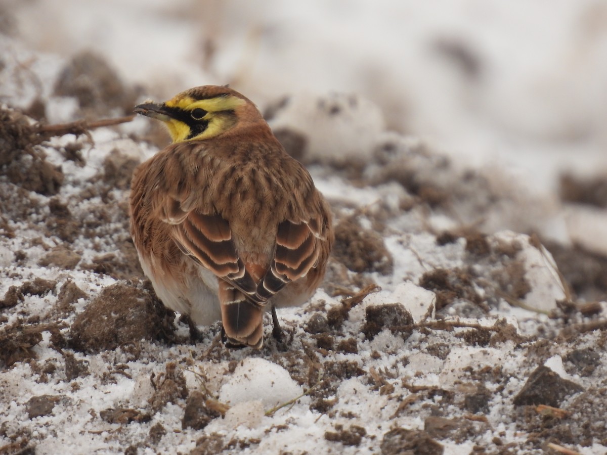 Horned Lark - ML646354377