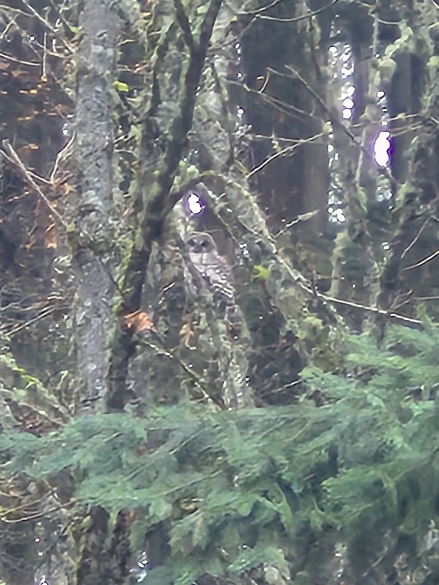 Çizgili Baykuş - ML646354379