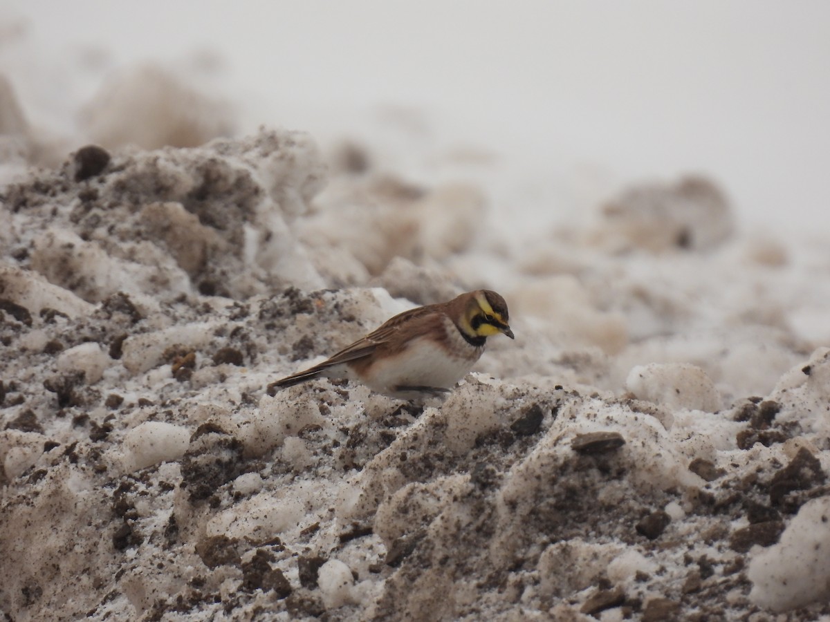 Horned Lark - ML646354380