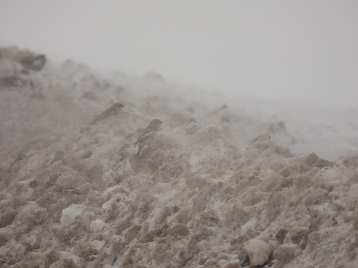 雪鵐 - ML646354383