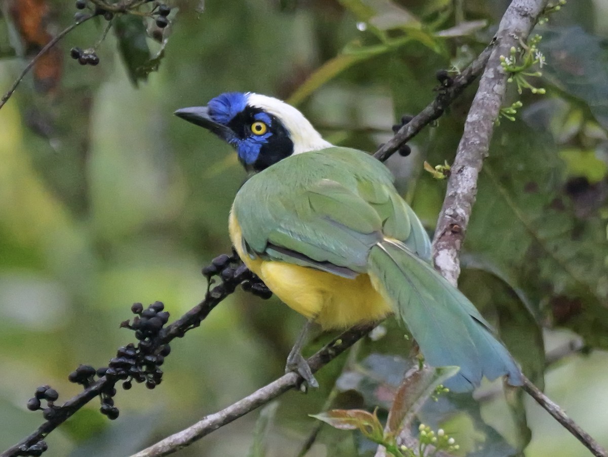 Geai vert (groupe yncas) - ML646354384