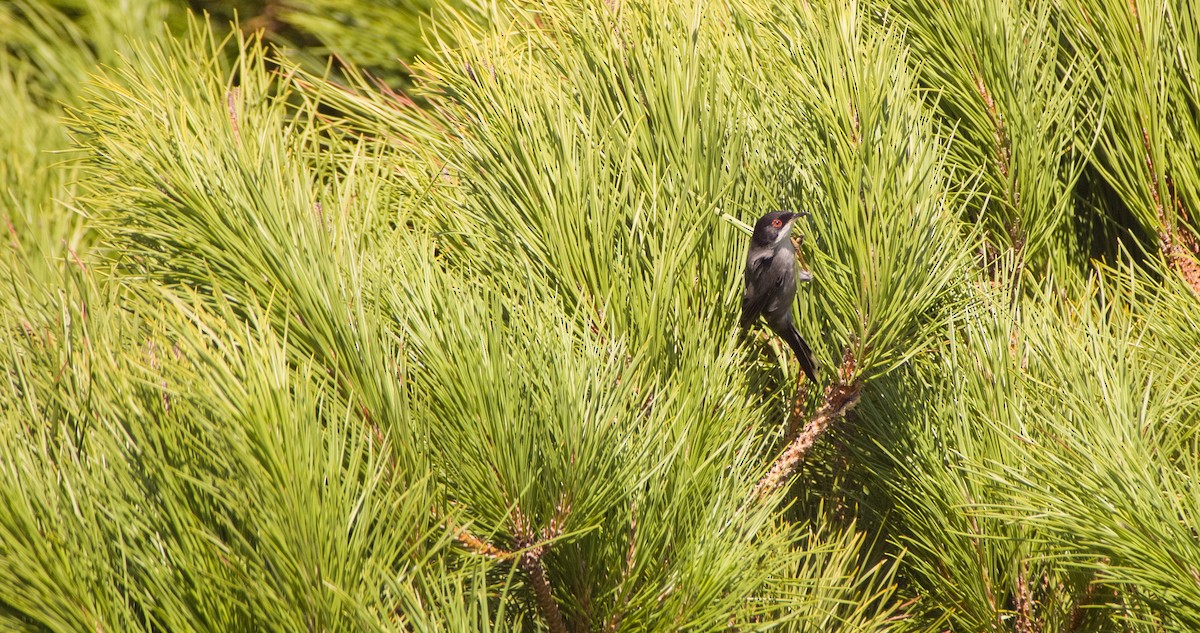 Maskeli Ötleğen - ML646354386