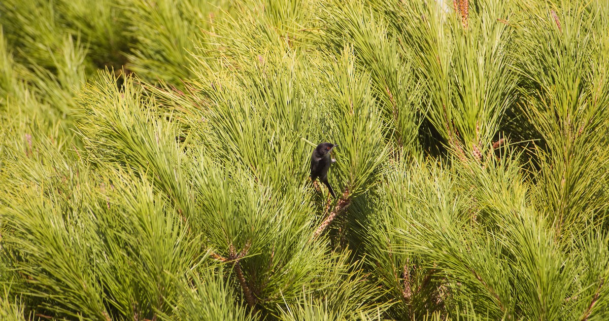 Maskeli Ötleğen - ML646354387