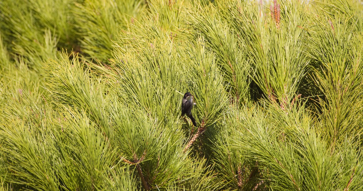 Maskeli Ötleğen - ML646354388