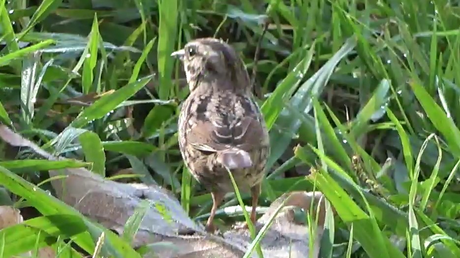 Ötücü Serçe - ML646354389